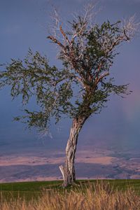 Preview wallpaper tree, branches, nature