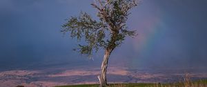 Preview wallpaper tree, branches, nature