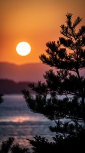 Preview wallpaper tree, branches, needles, sun, nature