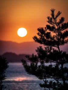 Preview wallpaper tree, branches, needles, sun, nature