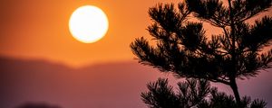 Preview wallpaper tree, branches, needles, sun, nature