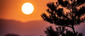 Preview wallpaper tree, branches, needles, sun, nature