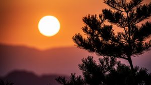 Preview wallpaper tree, branches, needles, sun, nature