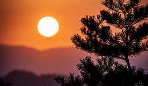 Preview wallpaper tree, branches, needles, sun, nature
