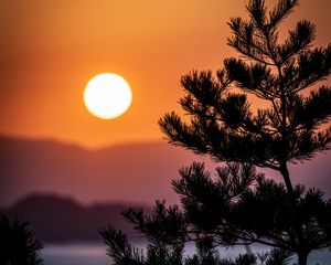 Preview wallpaper tree, branches, needles, sun, nature