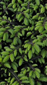 Preview wallpaper tree, branches, needles, green