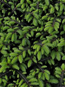 Preview wallpaper tree, branches, needles, green