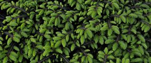 Preview wallpaper tree, branches, needles, green