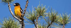 Preview wallpaper tree, branches, needles, bird, sky