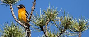 Preview wallpaper tree, branches, needles, bird, sky
