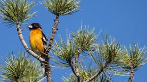 Preview wallpaper tree, branches, needles, bird, sky