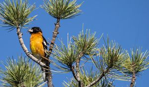 Preview wallpaper tree, branches, needles, bird, sky