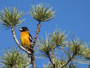 Preview wallpaper tree, branches, needles, bird, sky