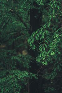 Preview wallpaper tree, branches, needles, green, macro