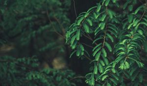 Preview wallpaper tree, branches, needles, green, macro