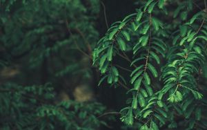 Preview wallpaper tree, branches, needles, green, macro