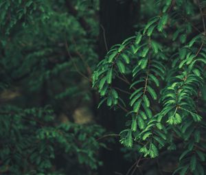 Preview wallpaper tree, branches, needles, green, macro