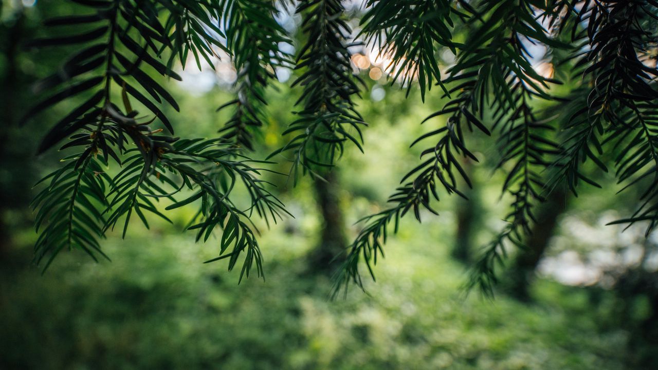 Wallpaper tree, branches, needles, macro, green