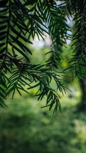 Preview wallpaper tree, branches, needles, macro, green