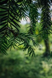 Preview wallpaper tree, branches, needles, macro, green