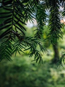 Preview wallpaper tree, branches, needles, macro, green