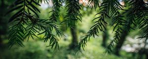 Preview wallpaper tree, branches, needles, macro, green
