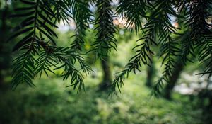 Preview wallpaper tree, branches, needles, macro, green