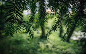 Preview wallpaper tree, branches, needles, macro, green