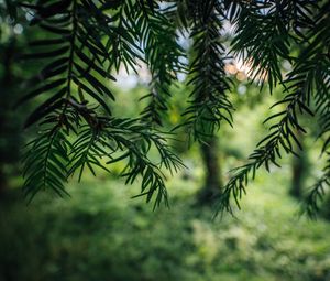 Preview wallpaper tree, branches, needles, macro, green
