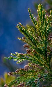 Preview wallpaper tree, branches, needles, cones, macro, green