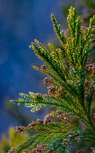 Preview wallpaper tree, branches, needles, cones, macro, green