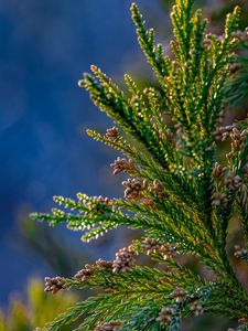 Preview wallpaper tree, branches, needles, cones, macro, green
