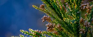 Preview wallpaper tree, branches, needles, cones, macro, green