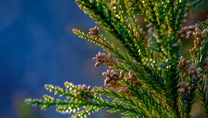 Preview wallpaper tree, branches, needles, cones, macro, green