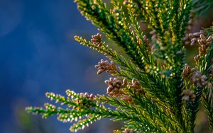 Preview wallpaper tree, branches, needles, cones, macro, green