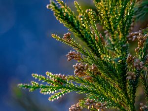 Preview wallpaper tree, branches, needles, cones, macro, green