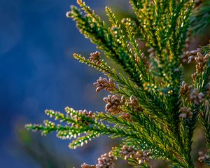Preview wallpaper tree, branches, needles, cones, macro, green