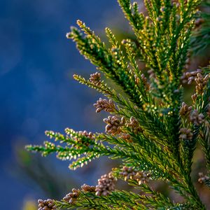 Preview wallpaper tree, branches, needles, cones, macro, green