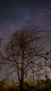 Preview wallpaper tree, branches, night, stars, starry sky