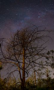 Preview wallpaper tree, branches, night, stars, starry sky