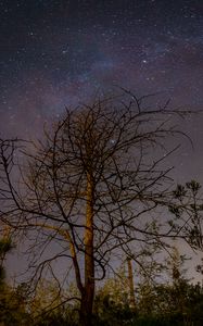 Preview wallpaper tree, branches, night, stars, starry sky