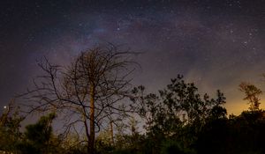Preview wallpaper tree, branches, night, stars, starry sky