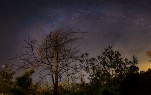 Preview wallpaper tree, branches, night, stars, starry sky