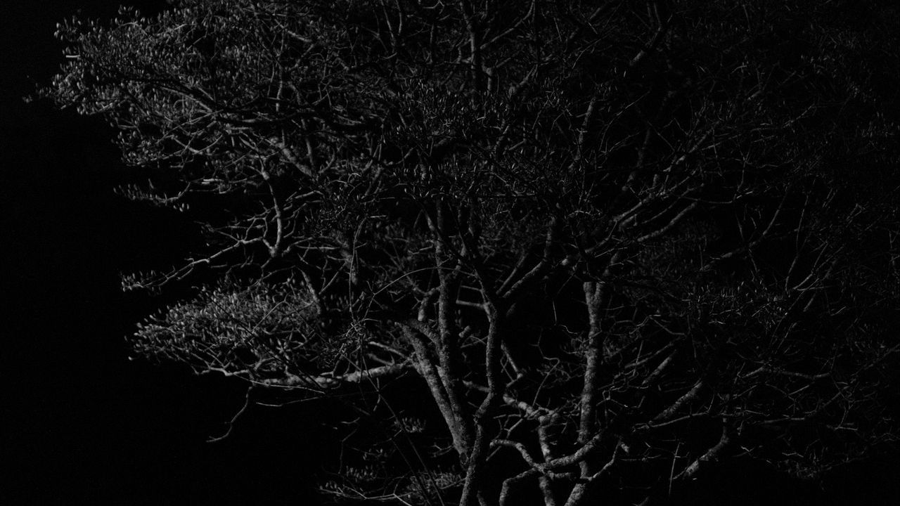 Wallpaper tree, branches, night, black and white, dark