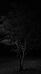 Preview wallpaper tree, branches, night, black and white, dark