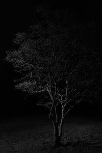 Preview wallpaper tree, branches, night, black and white, dark
