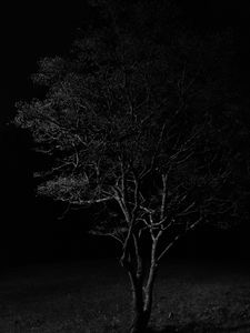 Preview wallpaper tree, branches, night, black and white, dark