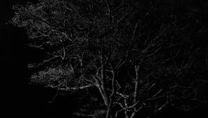 Preview wallpaper tree, branches, night, black and white, dark