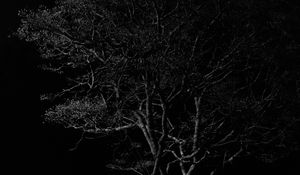 Preview wallpaper tree, branches, night, black and white, dark
