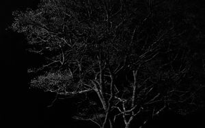 Preview wallpaper tree, branches, night, black and white, dark